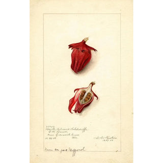 Amanda Almira Newton - Hibiscus sabdariffa Roselle.webp