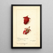 Hibiscus sabdariffa Roselle - Amanda Almira Newton — quadro incorniciato alla parete