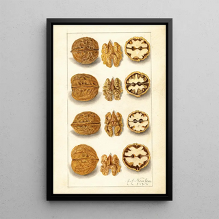 Amanda Almira Newton - Juglans.webp