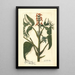 Juglans ailantifolia - Amanda Almira Newton — quadro incorniciato alla parete