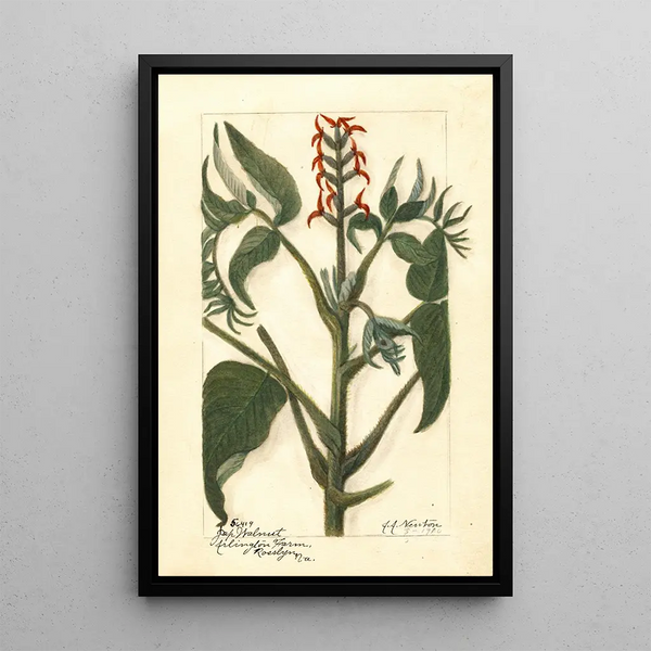 Juglans ailantifolia - Amanda Almira Newton — quadro incorniciato alla parete
