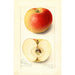 Malus domestica Banana - Amanda Almira Newton — vista dell’opera