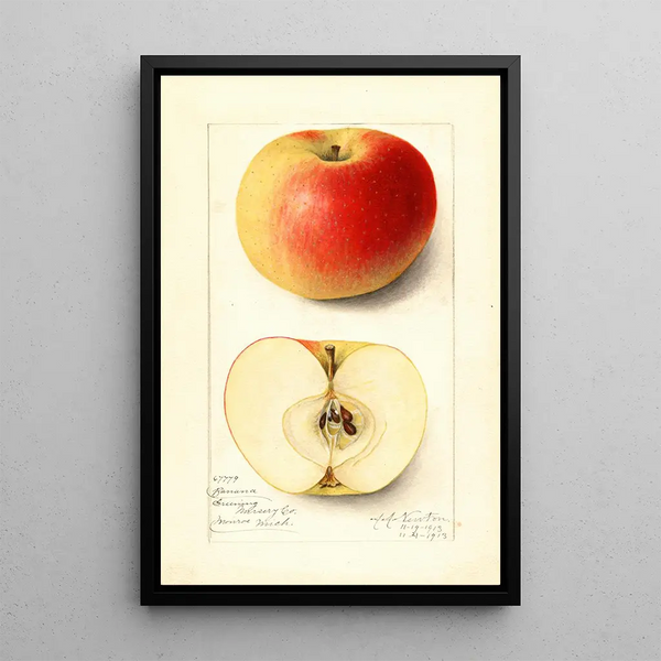 Malus domestica Banana - Amanda Almira Newton — quadro incorniciato alla parete