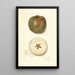 Malus domestica Ben Cap - Amanda Almira Newton — quadro incorniciato alla parete