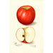 Malus domestica Doctor - Amanda Almira Newton — vista dell’opera