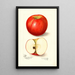 Malus domestica Doctor - Amanda Almira Newton — quadro incorniciato alla parete