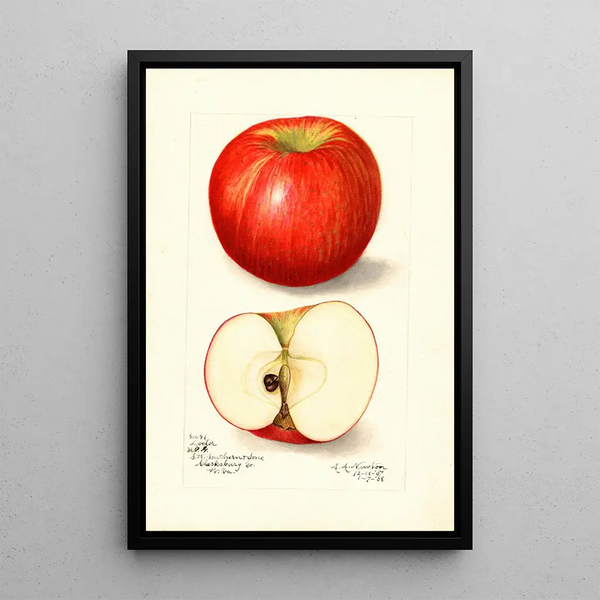 Malus domestica Doctor - Amanda Almira Newton — quadro incorniciato alla parete