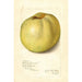 Malus domestica Gloria Mundi - Amanda Almira Newton — vista dell’opera