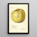 Malus domestica Gloria Mundi - Amanda Almira Newton — quadro incorniciato alla parete