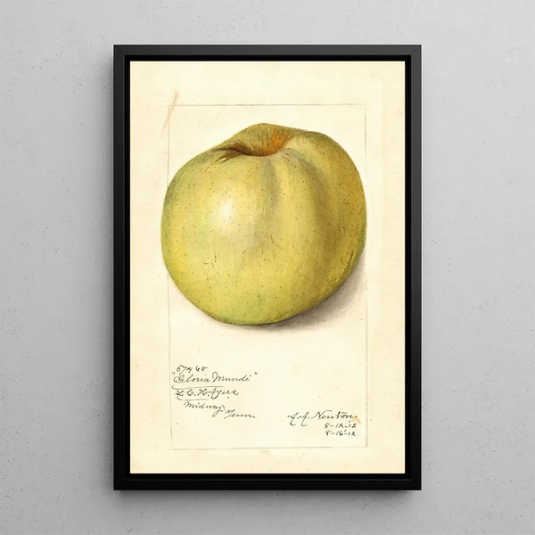 Malus domestica Gloria Mundi - Amanda Almira Newton — quadro incorniciato alla parete