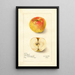 Riproduzione del dipinto Malus domestica Lady Blush - Amanda Almira Newton