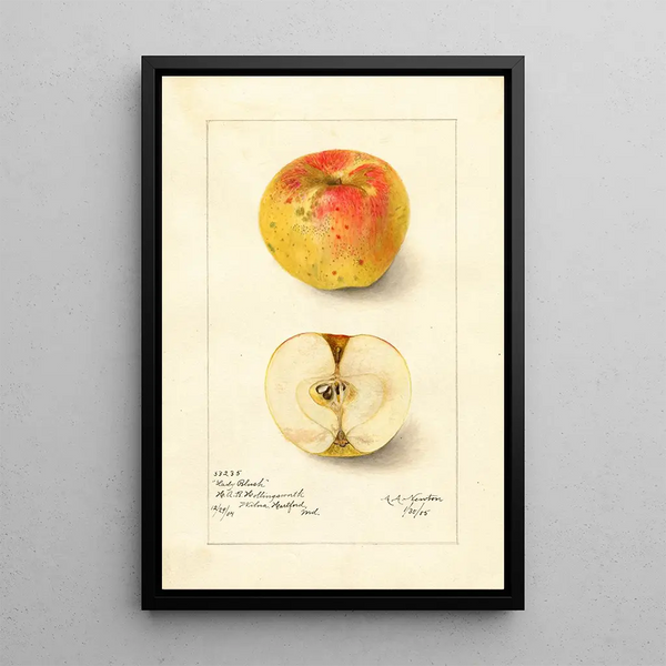 Riproduzione del dipinto Malus domestica Lady Blush - Amanda Almira Newton