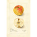 Riproduzione del dipinto Malus domestica Lady Blush - Amanda Almira Newton