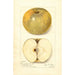 Riproduzione del dipinto Malus domestica Pumpkin Sweet - Amanda Almira Newton