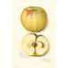 Malus domestica Quince - Amanda Almira Newton — vista dell’opera