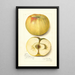 Malus domestica Quince - Amanda Almira Newton — quadro incorniciato alla parete