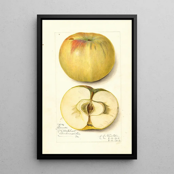 Malus domestica Quince - Amanda Almira Newton — quadro incorniciato alla parete