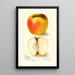 Riproduzione del dipinto Malus domestica Ridgeways Chehalem - Amanda Almira Newton