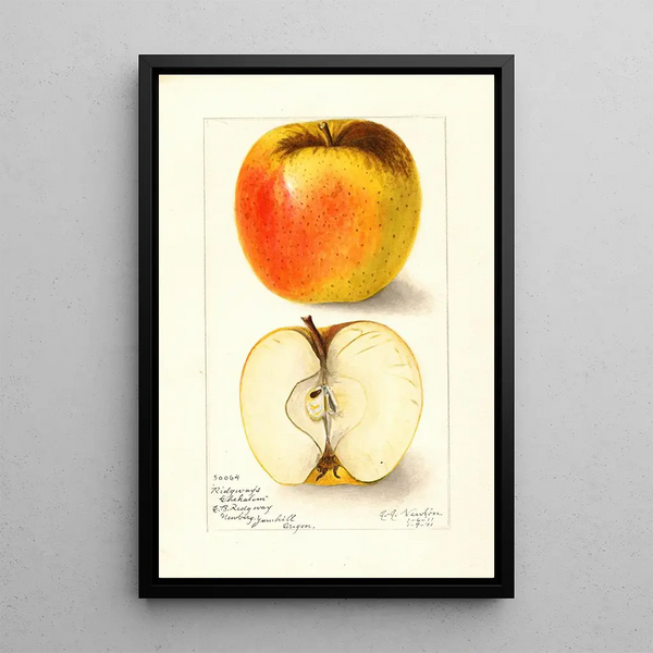 Riproduzione del dipinto Malus domestica Ridgeways Chehalem - Amanda Almira Newton