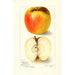 Riproduzione del dipinto Malus domestica Ridgeways Chehalem - Amanda Almira Newton