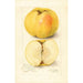 Malus domestica Stones Apple - Amanda Almira Newton — vista dell’opera