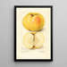 Malus domestica Stones Apple - Amanda Almira Newton — quadro incorniciato alla parete