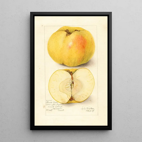Malus domestica Stones Apple - Amanda Almira Newton — quadro incorniciato alla parete