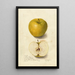 Riproduzione del dipinto Malus domestica Tallow Pippin - Amanda Almira Newton