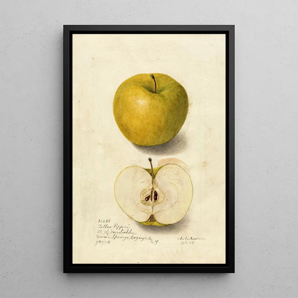 Riproduzione del dipinto Malus domestica Tallow Pippin - Amanda Almira Newton