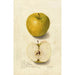Riproduzione del dipinto Malus domestica Tallow Pippin - Amanda Almira Newton