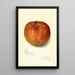 Riproduzione del dipinto Malus domestica Twenty Ounce - Amanda Almira Newton