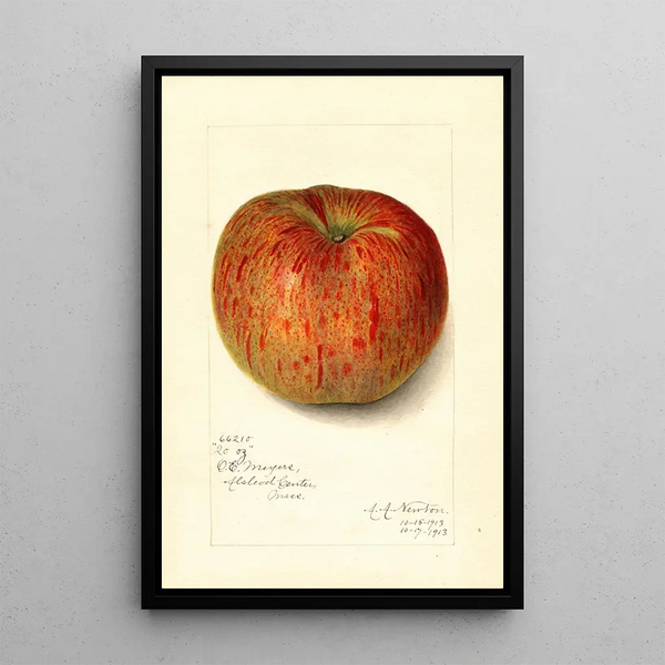 Riproduzione del dipinto Malus domestica Twenty Ounce - Amanda Almira Newton