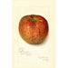 Riproduzione del dipinto Malus domestica Twenty Ounce - Amanda Almira Newton