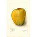 Malus domestica White Pearmain - Amanda Almira Newton — vista dell’opera