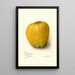 Malus domestica White Pearmain - Amanda Almira Newton — quadro incorniciato alla parete
