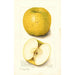 Malus domestica White Pippin - Amanda Almira Newton — vista dell’opera