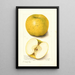 Malus domestica White Pippin - Amanda Almira Newton — quadro incorniciato alla parete