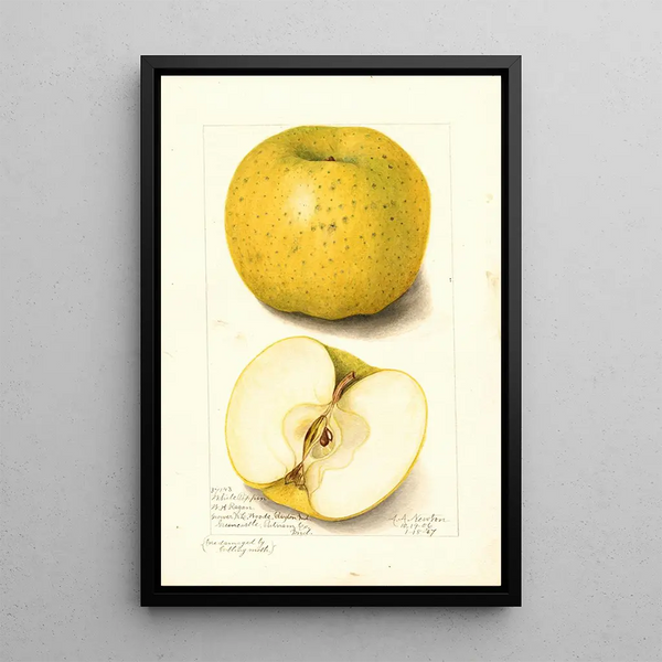 Malus domestica White Pippin - Amanda Almira Newton — quadro incorniciato alla parete