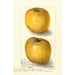 Malus domestica Yellow Newtown - Amanda Almira Newton — vista dell’opera