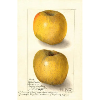 Amanda Almira Newton - Malus domestica Yellow Newtown.webp