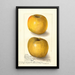 Malus domestica Yellow Newtown - Amanda Almira Newton — quadro incorniciato alla parete