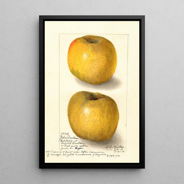 Malus domestica Yellow Newtown - Amanda Almira Newton — quadro incorniciato alla parete