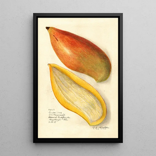 Amanda Almira Newton - Mangifera indica Amiri.webp