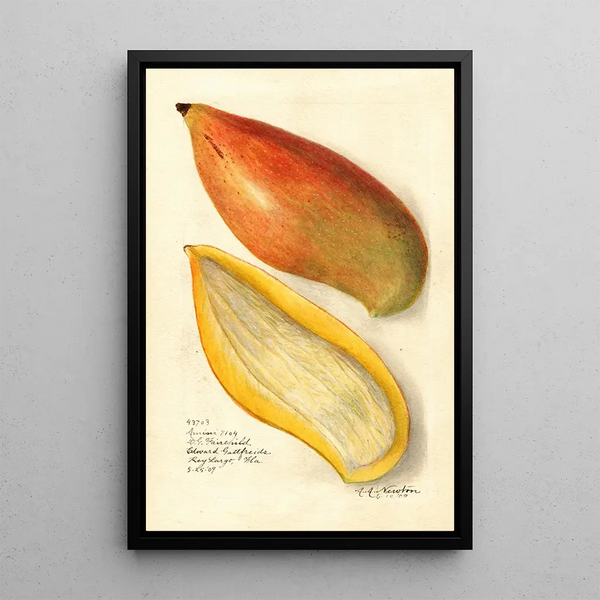 Riproduzione del dipinto Mangifera indica Amiri - Amanda Almira Newton
