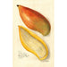 Riproduzione del dipinto Mangifera indica Amiri - Amanda Almira Newton