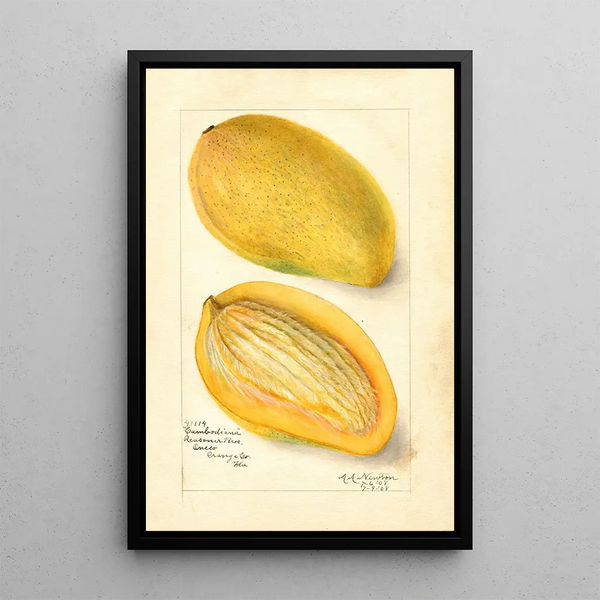 Riproduzione del dipinto Mangifera indica Cambodiana - Amanda Almira Newton