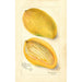 Riproduzione del dipinto Mangifera indica Cambodiana - Amanda Almira Newton