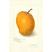 Mangifera indica Maharajah - Amanda Almira Newton — vista dell’opera