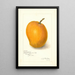Mangifera indica Maharajah - Amanda Almira Newton — quadro incorniciato alla parete