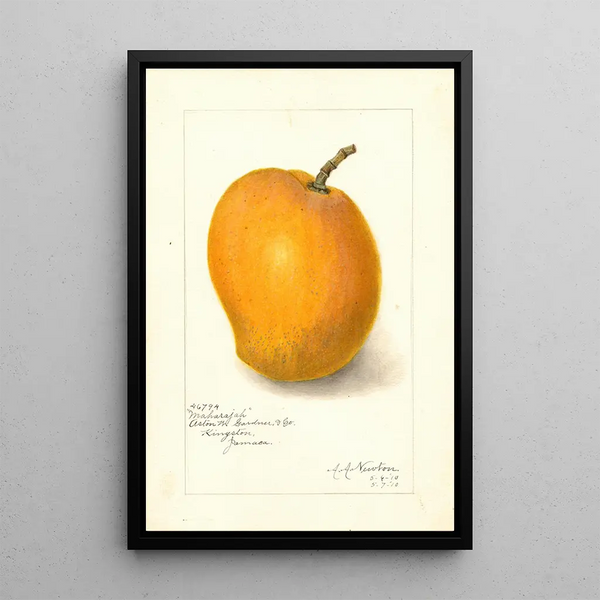 Mangifera indica Maharajah - Amanda Almira Newton — quadro incorniciato alla parete